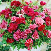 Кларкия Грейс Микс [100 шт] - ООО «Семена Тут»