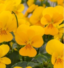 Виола рогатая Ребелина Голден Еллоу [100 шт] - ООО «Семена Тут»