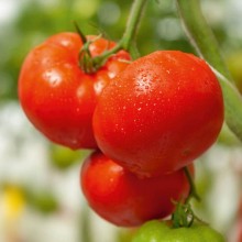 Томат Актив F1 - ООО «Семена Тут»