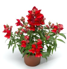 img-1: Львиный зев Снаптини Скарлет [1000 шт] - ООО «Семена Тут»