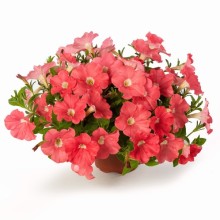 Петуния миллифлора Флэш Форвард Салмон [1000 драже] - ООО «Семена Тут»