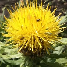 img-1: Василек крупноголовый Желтый - ООО «Семена Тут»