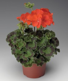 img-1: Пеларгония зональная Пинто Премиум Дип Ред [100 шт] (инкруст. семена) - ООО «Семена Тут»