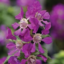 Куфея Шрирача F1  Виолет [100 шт] - ООО «Семена Тут»