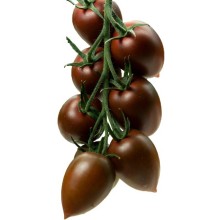 Томат Индира F1 - ООО «Семена Тут»