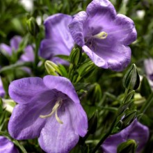 Колокольчик персиколистный Эрлион Блю [1000 шт] - ООО «Семена Тут»