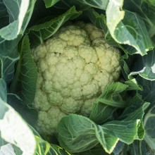 Капуста цветная Кабрал F1 - ООО «Семена Тут»