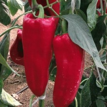 img-1: Перец Каптур F1 - ООО «Семена Тут»