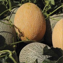 img-1: Дыня Каррера F1 - ООО «Семена Тут»