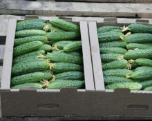 img-2: Огурец Картель F1 - ООО «Семена Тут»