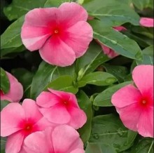 Катарантус Саншторм Роуз виз Ай [100 шт] - ООО «Семена Тут»