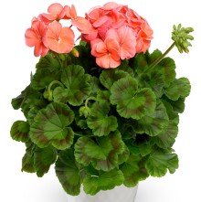 img-1: Пеларгония зональная Пинто Премиум Дип Салмон [1000 шт] - ООО «Семена Тут»