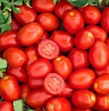 Томат Кендрас F1 - ООО «Семена Тут»
