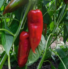 img-1: Перец Хан F1 - ООО «Семена Тут»