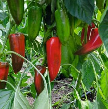 Перец Хан F1 - ООО «Семена Тут»
