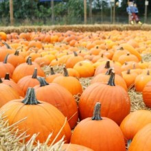 Тыква Кинг Сайз - ООО «Семена Тут»