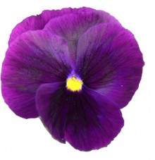 Виола крупноцветковая Пауэр Клеа Парпл [1000 шт] - ООО «Семена Тут»