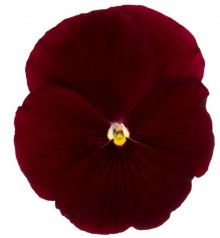 Виола крупноцветковая Премьер Клиа скарлет [100 шт] - ООО «Семена Тут»