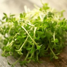 Кресс-салат Каскада - ООО «Семена Тут»