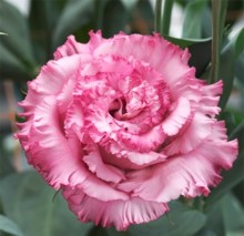 Эустома Корелли СУ 3 Дип Пинк [1050 драже] - ООО «Семена Тут»