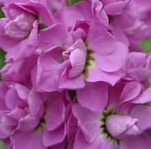 Маттиола Центум Пинк [1000 шт] - ООО «Семена Тут»