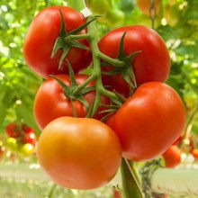 Томат Кватро F1 - ООО «Семена Тут»
