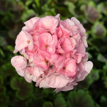 Пеларгония зональная Булз Ай F1 Лайт Пинк [1000 шт] - ООО «Семена Тут»