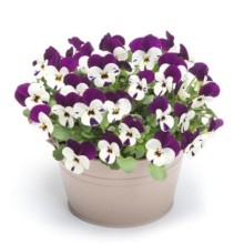 Виола рогатая Флорал Пауэр F1 Пурпл Перлз [1000 шт] - ООО «Семена Тут»