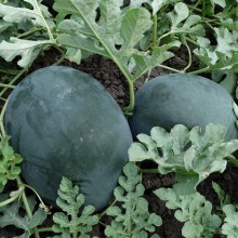 Арбуз Ланта F1 - ООО «Семена Тут»