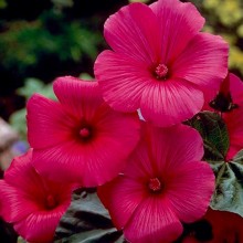 Лаватера Красотка красная - ООО «Семена Тут»