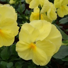 Виола крупноцветковая Селло Лемон Еллоу [1000 шт] - ООО «Семена Тут»