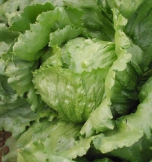 Салат Лилач - ООО «Семена Тут»