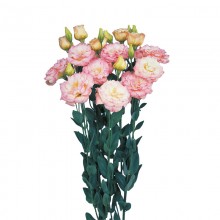 Эустома Эхо 1 Шампань [1000 драже] - ООО «Семена Тут»