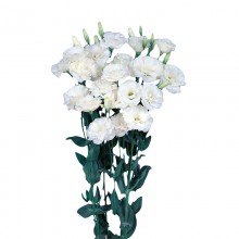 Эустома Эхо 1 Пьюр Вайт [1000 драже] - ООО «Семена Тут»