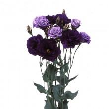 Эустома Эхо 1 Пурпл [100 драже] - ООО «Семена Тут»