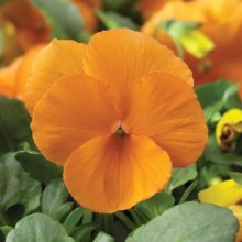 Виола рогатая Пенни F1 Танжерин [1000 шт] - ООО «Семена Тут»