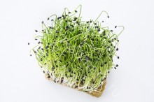 Лук шнитт Карат - ООО «Семена Тут»