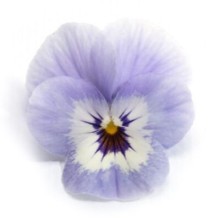 Виола рогатая Флорал Пауэр F1 Марина [1000 шт] - ООО «Семена Тут»