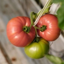 Томат Мануза F1 - ООО «Семена Тут»