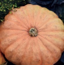 Тыква крупноплодная Масляный король - ООО «Семена Тут»