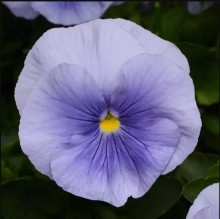 Виола крупноцветковая Матрикс Лайт Блю [1000 шт] - ООО «Семена Тут»