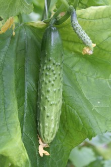 img-1: Огурец Картель F1 - ООО «Семена Тут»