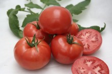 img-1: Томат Таганрог F1 - ООО «Семена Тут»