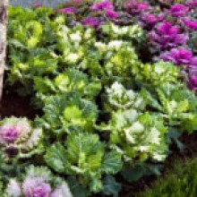 img-1: Капуста декоративная Осака Микс [1000 шт] - ООО «Семена Тут»