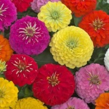 Цинния Прециоза Премиум микс [100 шт] - ООО «Семена Тут»