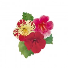 Мимулюс Мистик Шерри трайфл [1000 драже] - ООО «Семена Тут»