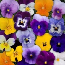 Виола рогатая Сорбет ИксПи Микс [1000 шт] - ООО «Семена Тут»