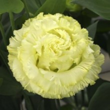 img-1: Эустома Корелли СУ 3 Еллоу  [500 драже] - ООО «Семена Тут»