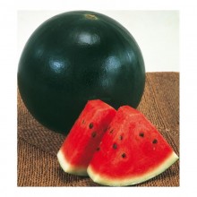 Арбуз Мулат F1 - ООО «Семена Тут»