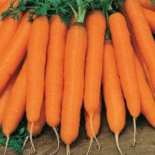 Морковь Мустанг F1 (фракция 1,4-1,6 мм) (инкруст. семена) - ООО «Семена Тут»